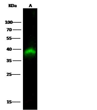 PBK / TOPK Antibody (clone 1E5E5E6, Preservative Free)
