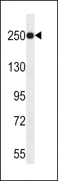 KDM5A / JARID1A Antibody (aa1609-1641)