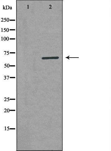 ARSI / Arylsulfatase I Antibody