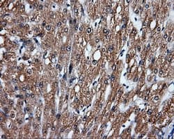 FAHD2A Antibody (clone OTI5H7)
