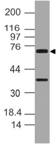 Polyclonal Rabbit anti-Human NOD8 / NLRP10 Antibody (WB)
