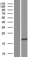 GATS Protein (Over-Expression Lysate Myc-DDK (Flag))