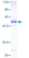Human C8orf33 Protein (Recombinant GST)