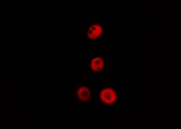 TFAP2A + TFAP2B Antibody