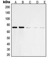 PTPN11 / SHP-2 / NS1 Antibody (Internal)
