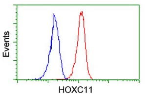 Monoclonal Mouse anti-Human HOXC11 Antibody (clone OTI3E5, IF, WB)