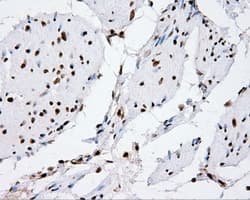 XRCC1 Antibody (clone OTI2F8)