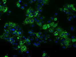 FAHD2A Antibody (clone OTI5D5, Carrier-free)