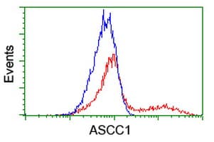 ASCC1 Antibody (clone OTI2D7)