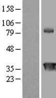 CIAPIN1 / Anamorsin Protein (Over-Expression Lysate Myc-DDK (Flag))