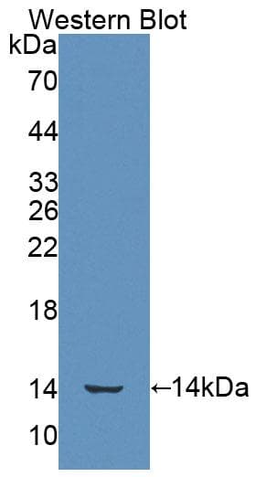 SRP9 Antibody (aa2-86, APC)