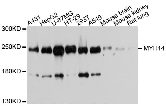 MYH14 Antibody