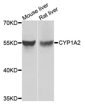 CYP1A2 Antibody