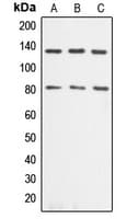 ADD1 / Adducin Alpha Antibody (C-Terminus)
