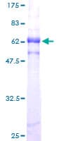 Human POLE / POLE1 Protein (Recombinant GST)