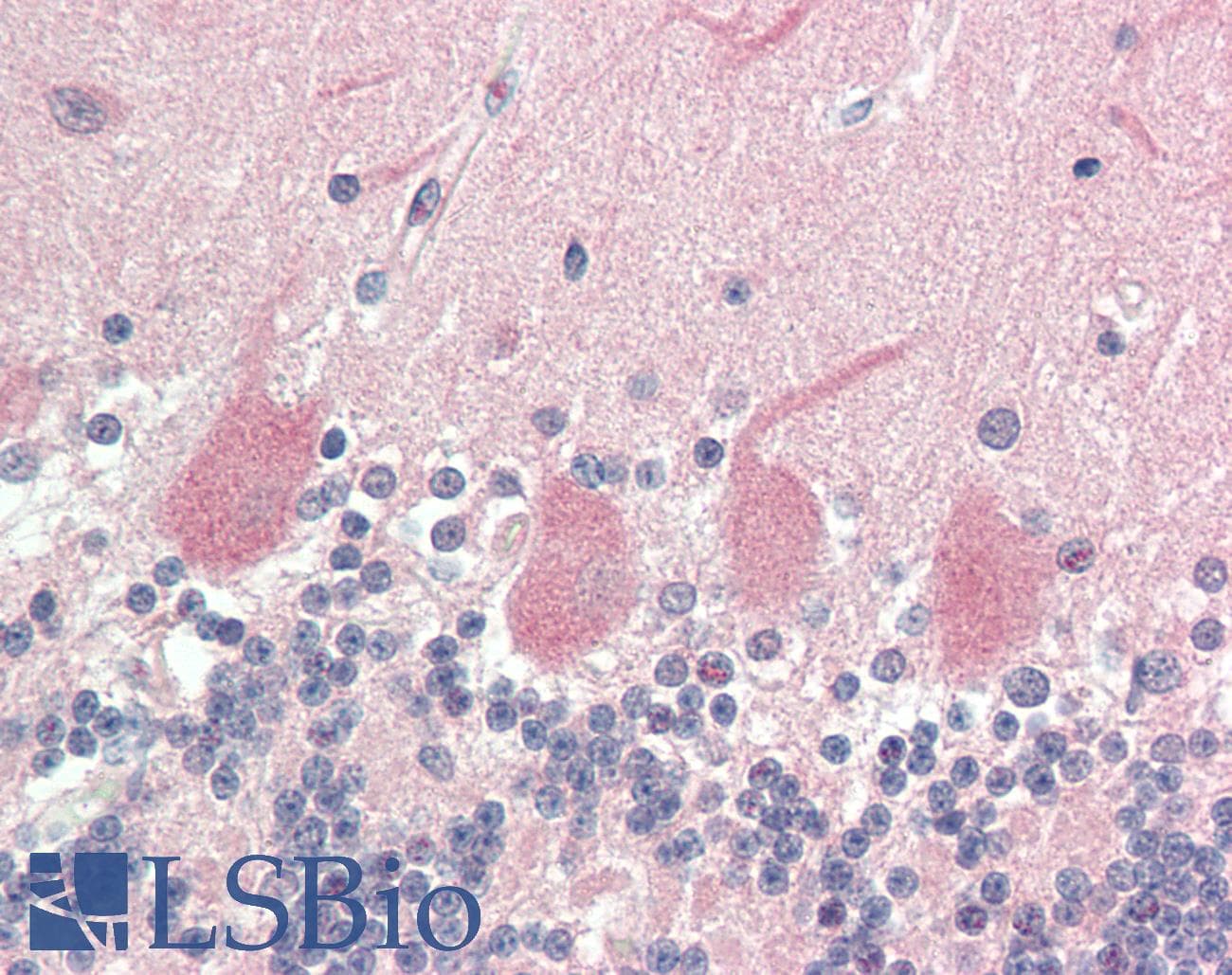 VGF Antibody (aa398-447)