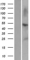 ZNF672 Protein (Over-Expression Lysate Myc-DDK (Flag))