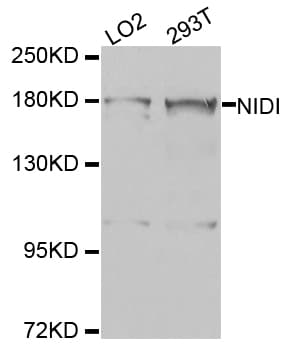 NID1 / Entactin / Nidogen-1 Antibody