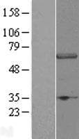 WDR23 / DCAF11 Protein (Over-Expression Lysate Myc-DDK (Flag))