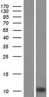 AIF1 / IBA1 Protein (Over-Expression Lysate Myc-DDK (Flag))