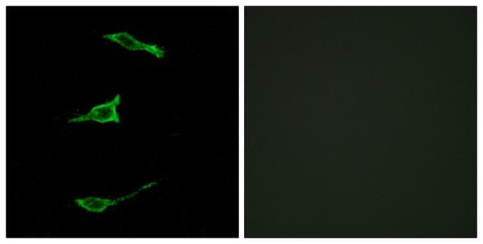 FFAR1 / GPR40 Antibody