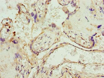 UBXN10 Antibody