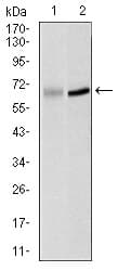 Monoclonal Mouse anti-Human PLK1 / PLK-1 Antibody (clone 3C11, IHC, WB)