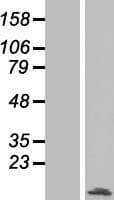 SF1 Protein (Over-Expression Lysate Myc-DDK (Flag))