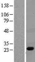 PGLYRP1 / PGRP Protein (Over-Expression Lysate Myc-DDK (Flag))