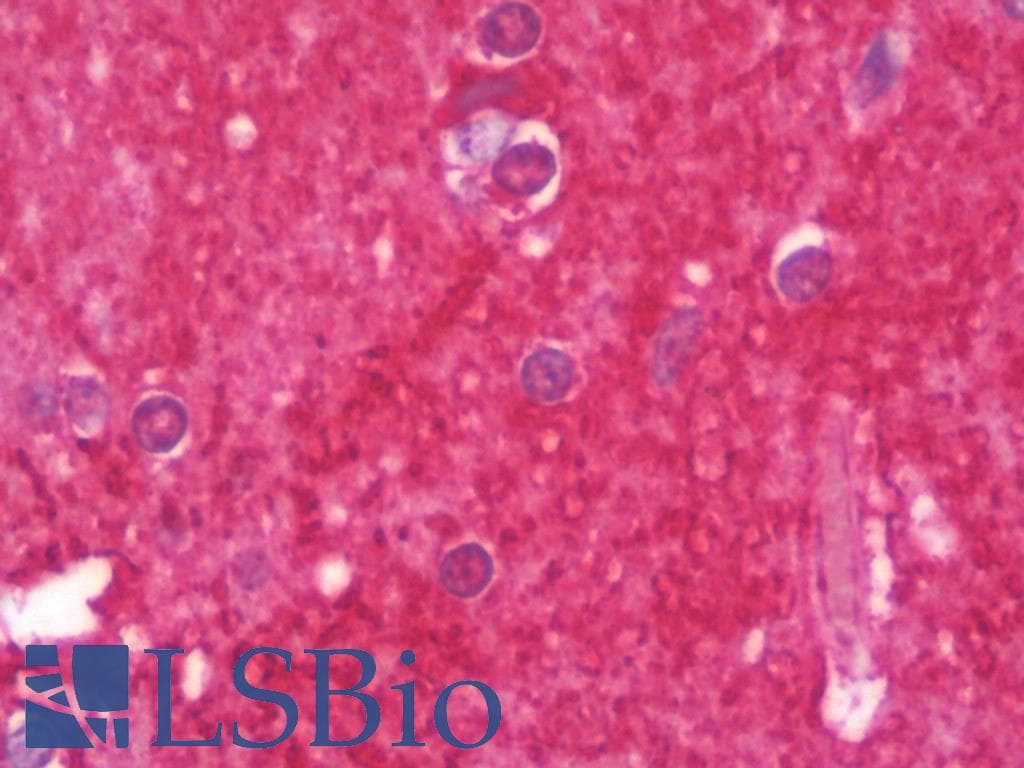 IHC-plus™ ZNF821 Antibody