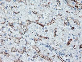 Monoclonal Mouse anti-Human Paraplegin / SPG7 Antibody (clone OTI1G4, aa300-573, IHC, WB)
