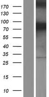 NEK11 Protein (Over-Expression Lysate Myc-DDK (Flag))
