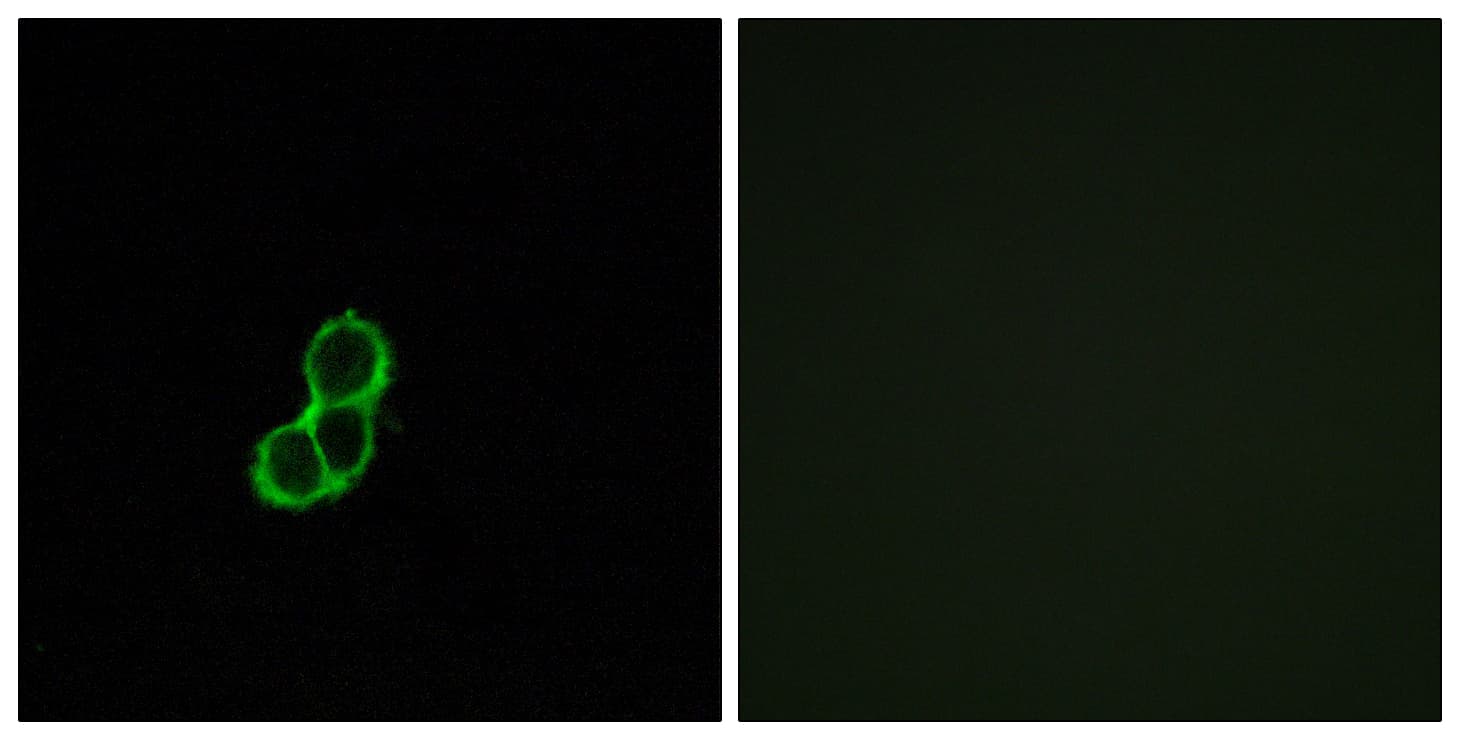 OR5T3 Antibody (aa86-135)