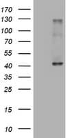 Alpha4GnT / A4GNT Antibody (aa121-340, clone OTI2C1, Carrier-free)