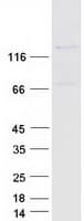 Human GRIN3A / NR3A Protein (Recombinant Myc-DDK (Flag))