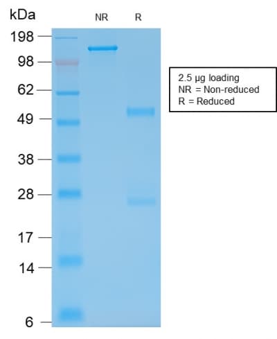 GFAP Antibody (clone rASTRO/789, Azide-free, Carrier-free)