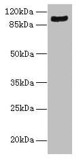 ARG99 / OLF Antibody