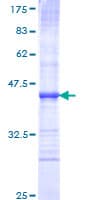 Human SEMA6A / Semaphorin 6A Protein (Recombinant GST, N-terminus)