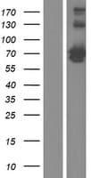 CKAP4 Protein (Over-Expression Lysate Myc-DDK (Flag))