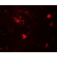 DPF3 Antibody