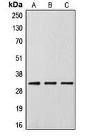 DLX5 Antibody (Internal)