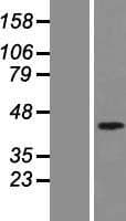 Human SMAD7 Protein (Over-Expression Lysate Myc-DDK (Flag))