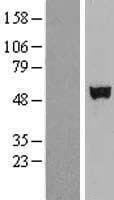 SHE Protein (Over-Expression Lysate Myc-DDK (Flag))