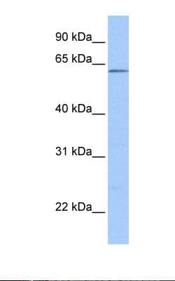 ZNF307 Antibody (aa38-87)