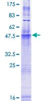 Human SURF4 Protein (Recombinant GST)