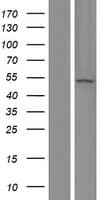 EVA1C Protein (Over-Expression Lysate Myc-DDK (Flag))