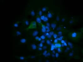 Monoclonal Mouse anti-Human CD33 Antibody (clone OTI1G10, IF, WB)