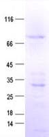 Human GAS2L1 Protein (Recombinant His, N-Terminal)