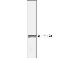 CDK1 / CDC2 Antibody (clone POH-1)