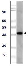 UBXD9 / ASPL Antibody (clone 4A11A6G11)
